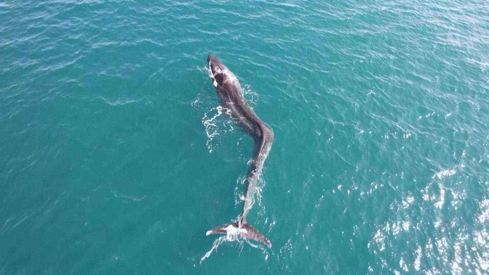 Dron capta a una ballena con grave deformidad nadando en la costa de