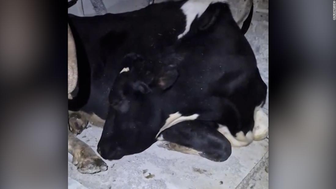 Cow tries to fake its way out of early wake-up call. See the moment