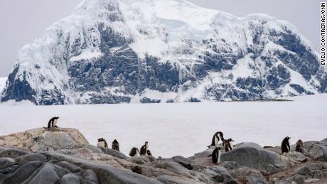 As Antarctica&#39;s penguins struggle with record low sea ice, one species is adapting -- and it offers lessons to us all