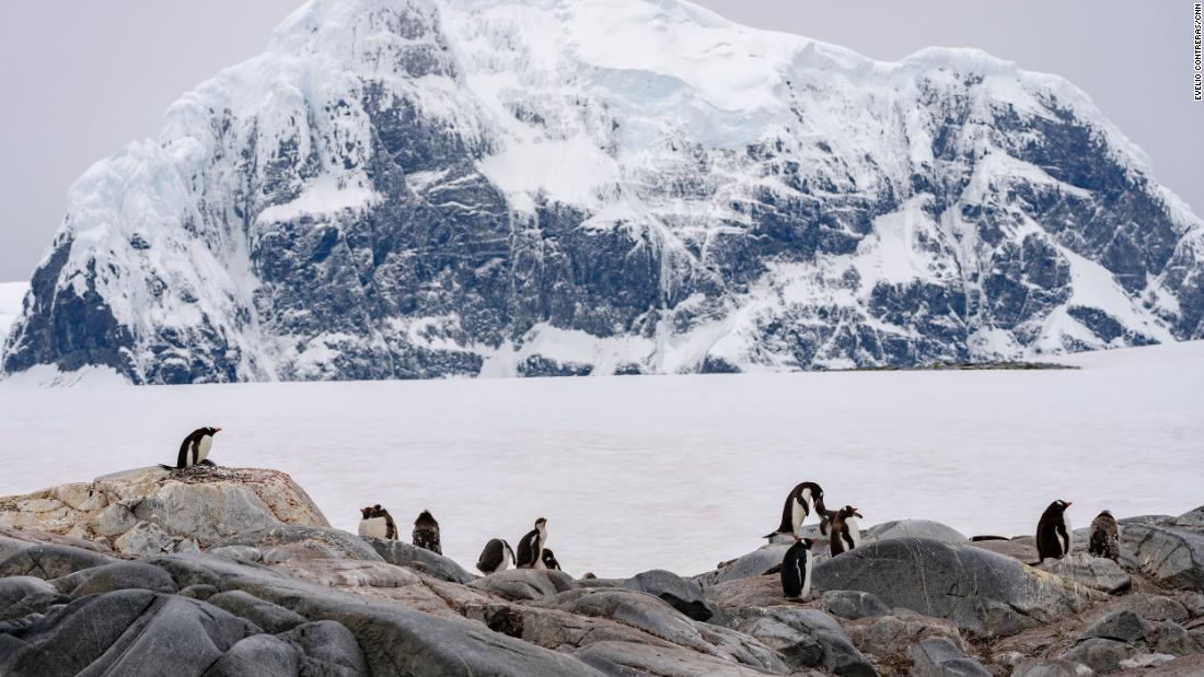 As Antarctica's penguins struggle with record low sea ice, one species is adapting -- and it offers lessons to us all