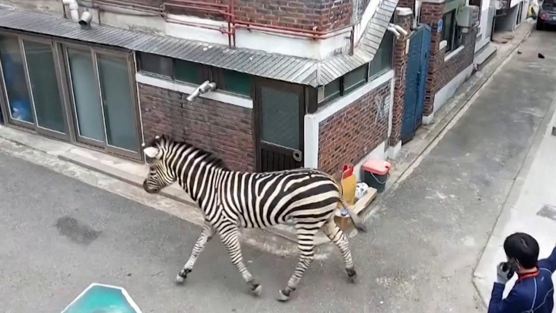 See zebra roam the streets of Seoul after escaping from zoo