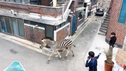 Zebra yang berkeliaran membuat penjaga kebun binatang kebingungan di Seoul