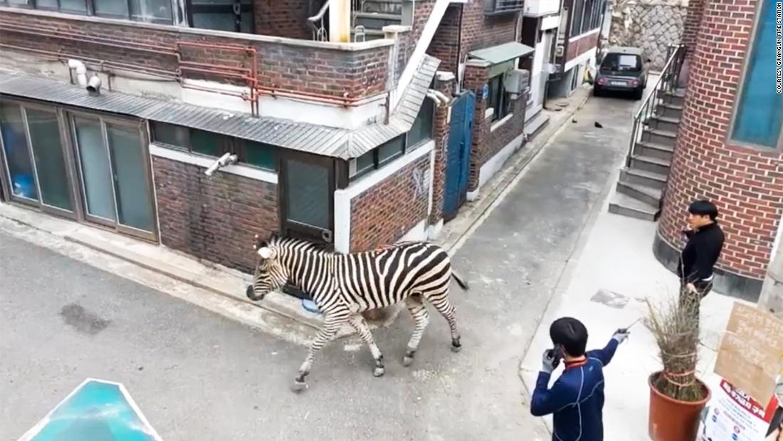 Ein freilaufendes Zebra trifft Tierpfleger in Seoul