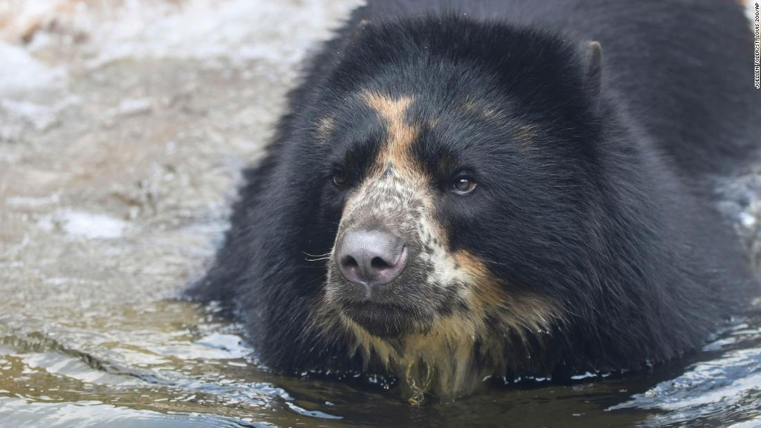 NextImg:After escaping twice from his Missouri enclosure, a bear is heading to a Texas zoo with a moat