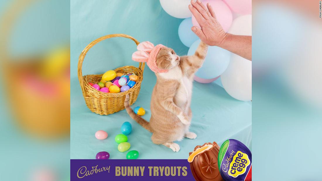 A one-eyed rescue cat is the newest Cadbury Bunny and the first feline to hold the role