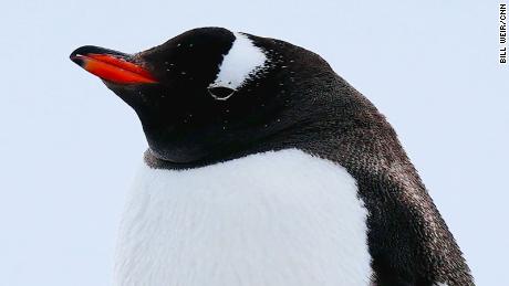 &quot;Gentoo penguins are big climate change winners in the Antarctic,&quot; said Heather Lynch, the Endowed Chair for Ecology and Evolution at Stony Brook University.