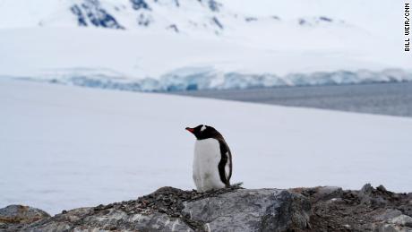 Gentoo penguins are proving to be more adaptable to climate changes. 