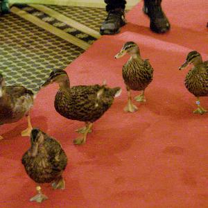 See why tourists flock from around the world to watch these famous ducks
