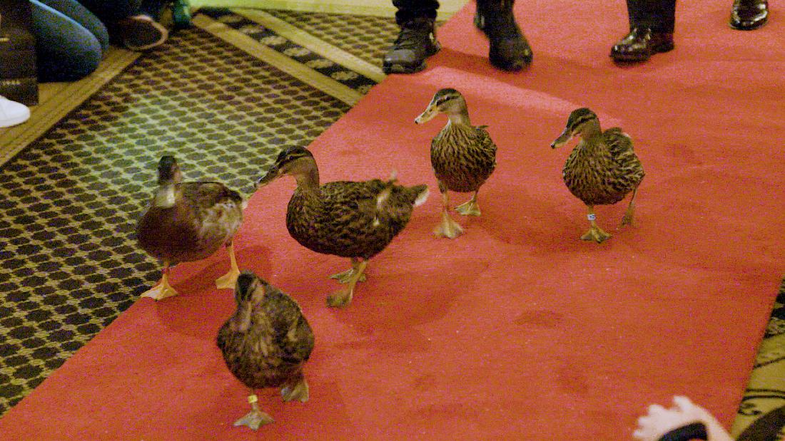 See why tourists flock from around the world to watch these famous ducks