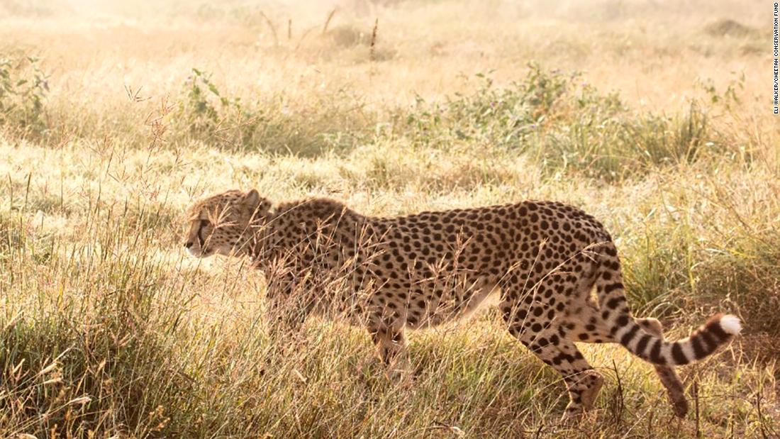 A cheetah relocated from Namibia to India as part of conservation efforts has died