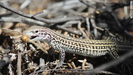 This lizard species stress-eats to cope with noisy US Army aircraft
