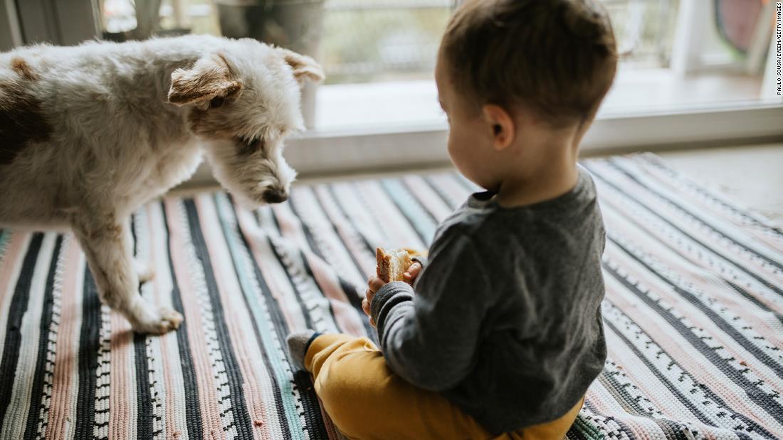 NextImg:Pet cats and dogs may help protect infants from food allergies, study suggests