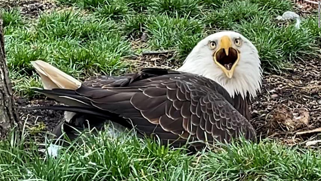 'He's very protective of the rock': Eagle thinks rock is an egg