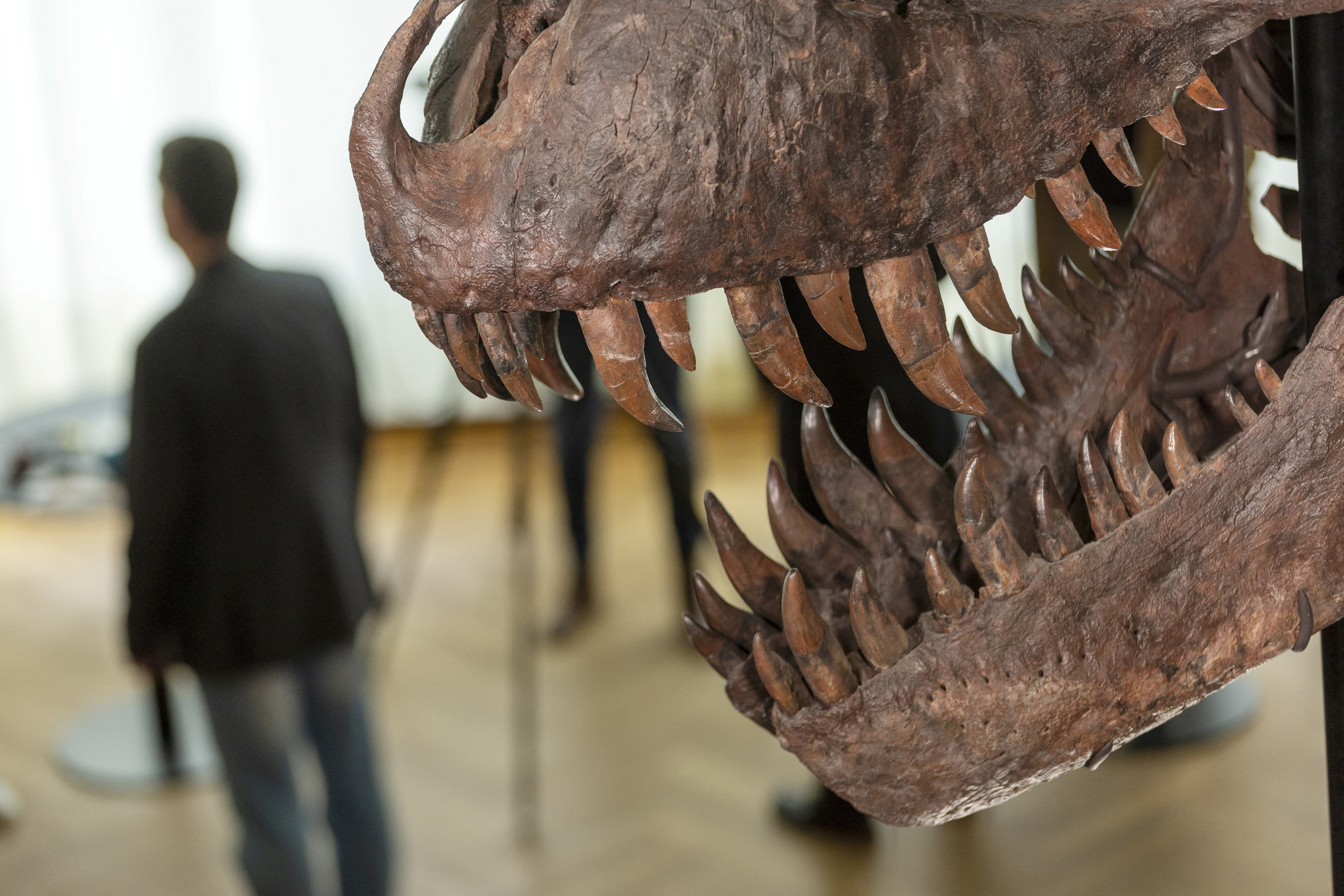 T-Rex skeleton to go under the hammer in Switzerland - CNN Style