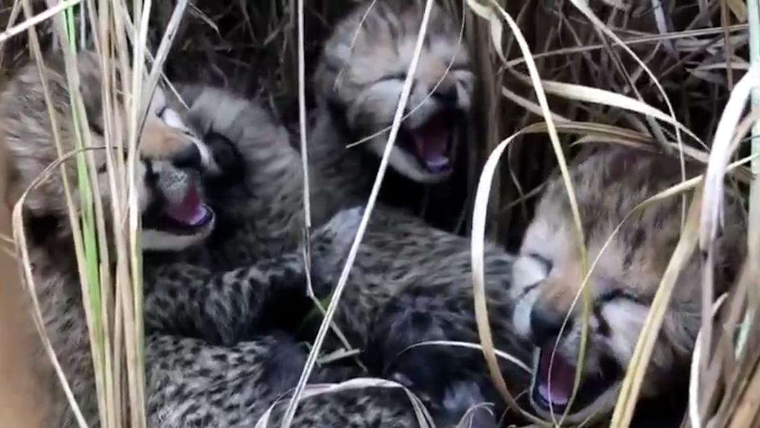 Video shows first cheetah cubs born in India in more than 70 years