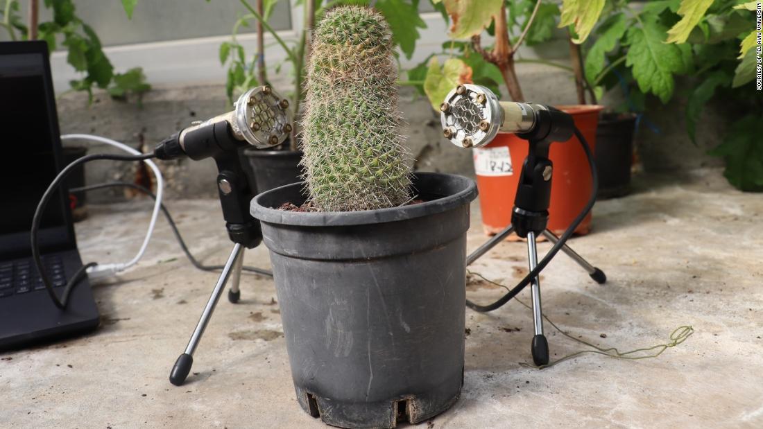 O estudo diz que as plantas não são silenciosas e fazem mais barulho quando estressadas