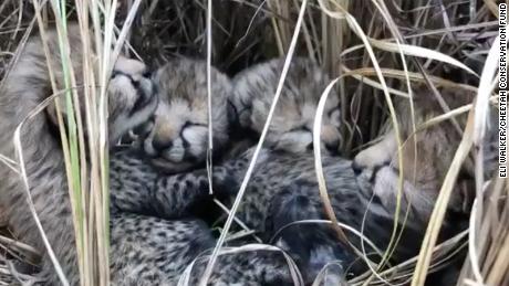 India welcomes its first newborn cheetahs in more than 7 decades