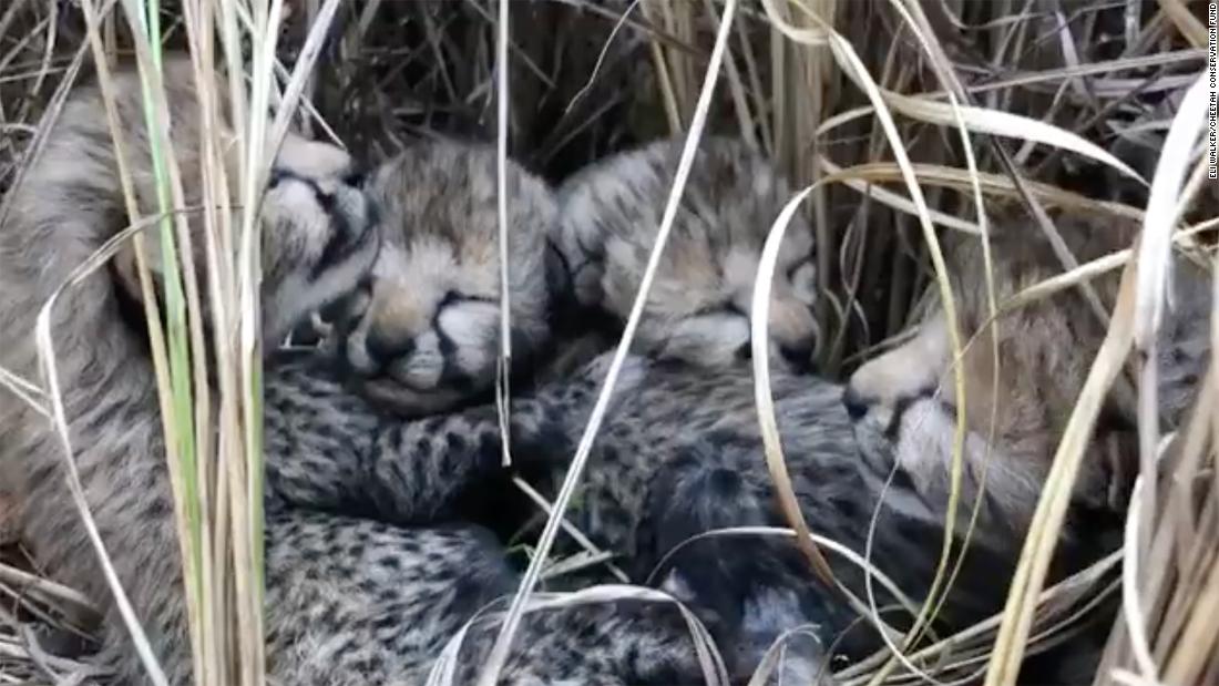 India welcomes its first newborn cheetahs in over 7 decades