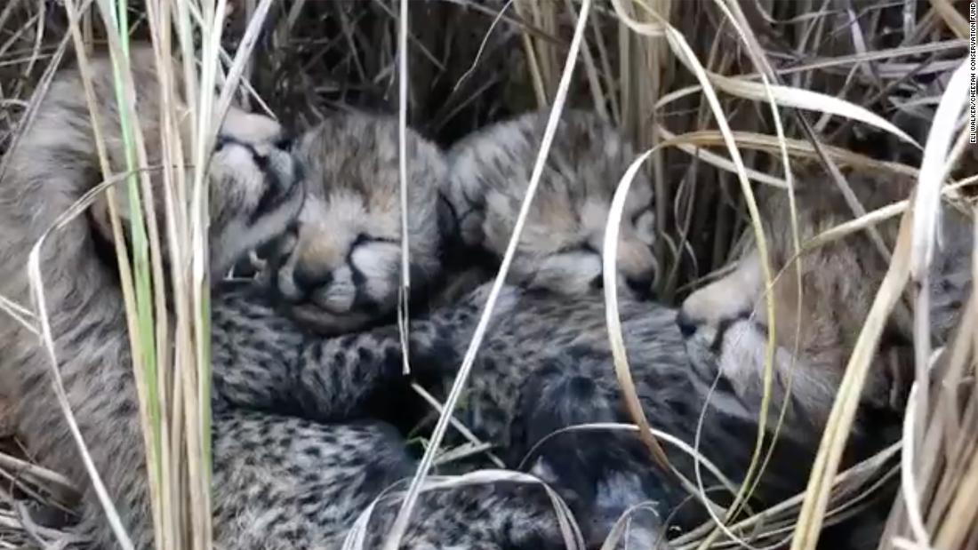 Indien begrüßt seine ersten neugeborenen Geparden seit mehr als 7 Jahrzehnten