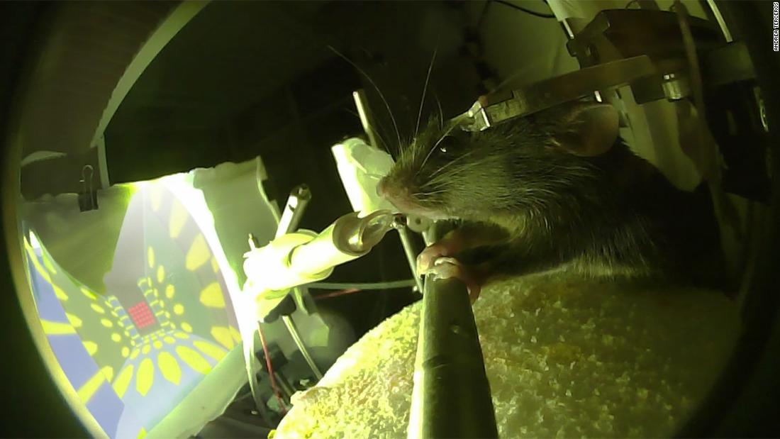 Como esses ratos de jogo de realidade virtual podem ajudar pacientes com Alzheimer