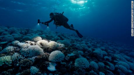 FRENCH POLYNESIA - SOCIETY ARCHIPELAGO - MAY 09: A diver looks at the coral reefs of the Society Islands in French Polynesia. on May 9, 2019 in Moorea, French Polynesia. Major bleaching is currently occurring on the coral reefs of the Society Islands in French Polynesia. The marine biologist teams of CRIOBE (Centre for Island Research and Environmental Observatory) are specialists in the study of coral ecosystems. They are currently working on &quot;resilient corals&quot;, The teams of PhD Laetitia Hédouin identify, mark and perform genetic analysis of corals, which are not impacted by thermal stress. They then produce coral cuttings which are grown in a &quot;coral nursery&quot; and compared to other colonies studying the resilience capacity of coral. (Photo by Alexis Rosenfeld/Getty Images).