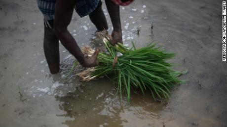 An Indian farm worker transplants rice paddy amid the monsoon in August 2022.