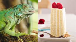 Satu rasa iguana untuk kek meninggalkan seorang gadis muda dengan penyakit misteri