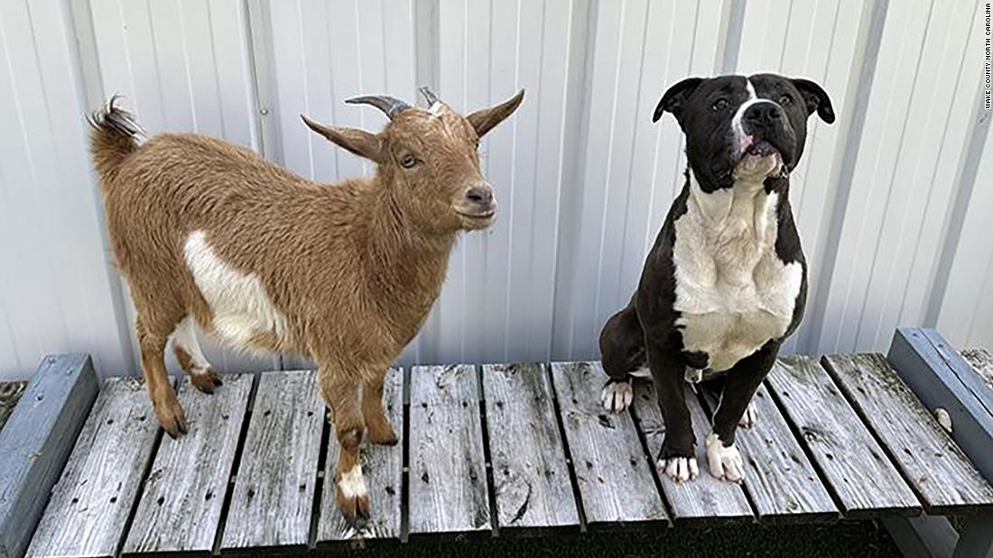 Rescue dog-goat best friends find their forever home together
