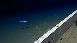 See deepest fish ever caught on camera