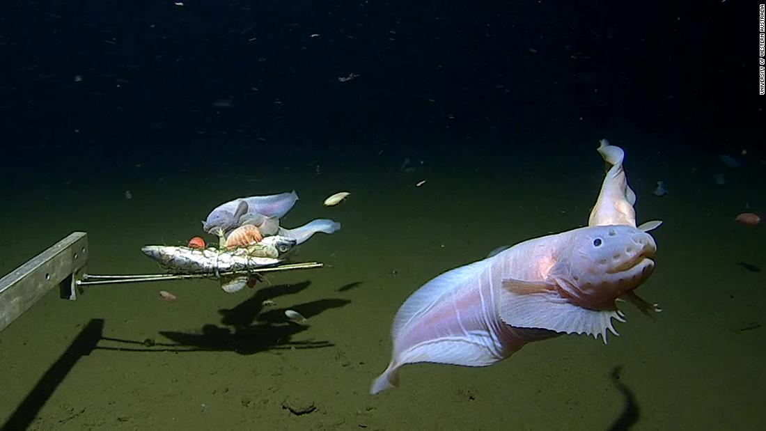 Científicos filman el pez más profundo jamás visto en el fondo del mar frente a Japón