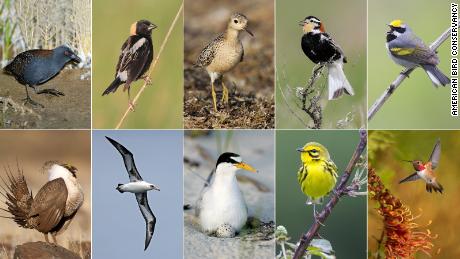 Ten of 70 bird species that lost more than half their populations since 1970 and are predicted to lose 50% more within the next five decades. 