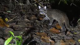 Iriomote, Okinawa: Pulau Jepun akan mengenakan had pelancongan untuk melindungi kucing liar asli