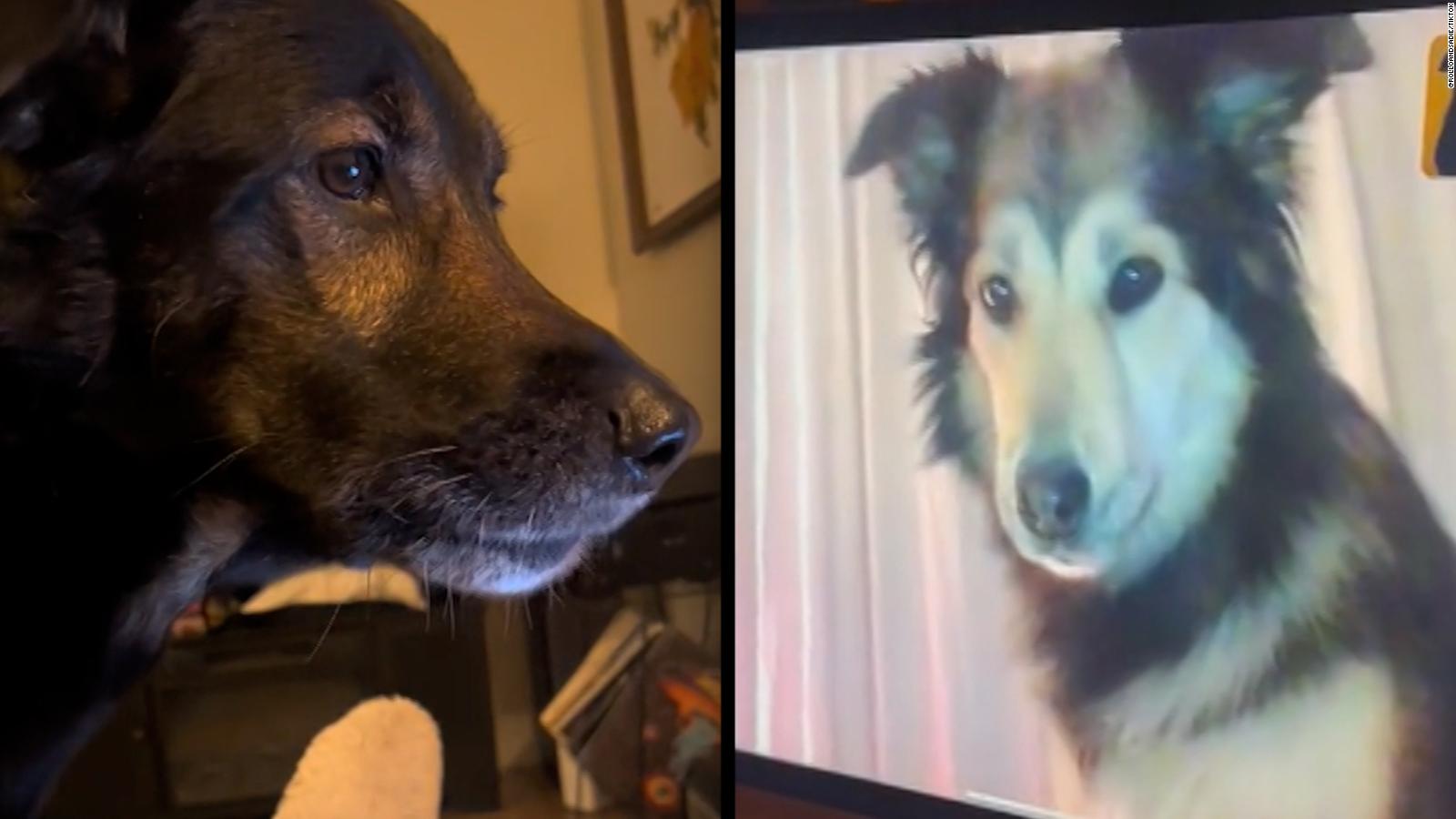 Estos perros tienen un romance a distancia y son virales en redes ...