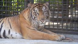230405151152 mission tiger sumatra tiger rehabilitation centre image 1 hp video Saving Sumatra's 'conflict' tigers | CNN