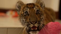 230405153256 mission tiger thailand rescued cubs hp video DNA is used to track Thailand's trafficked tigers