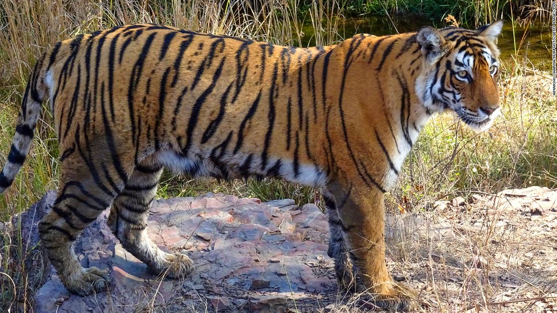 India's endangered tiger population is rebounding in triumph for conservationists
