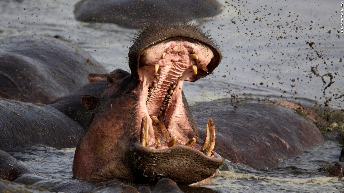 'I was up to my waist down a hippo's throat.' He survived, and here's his advice