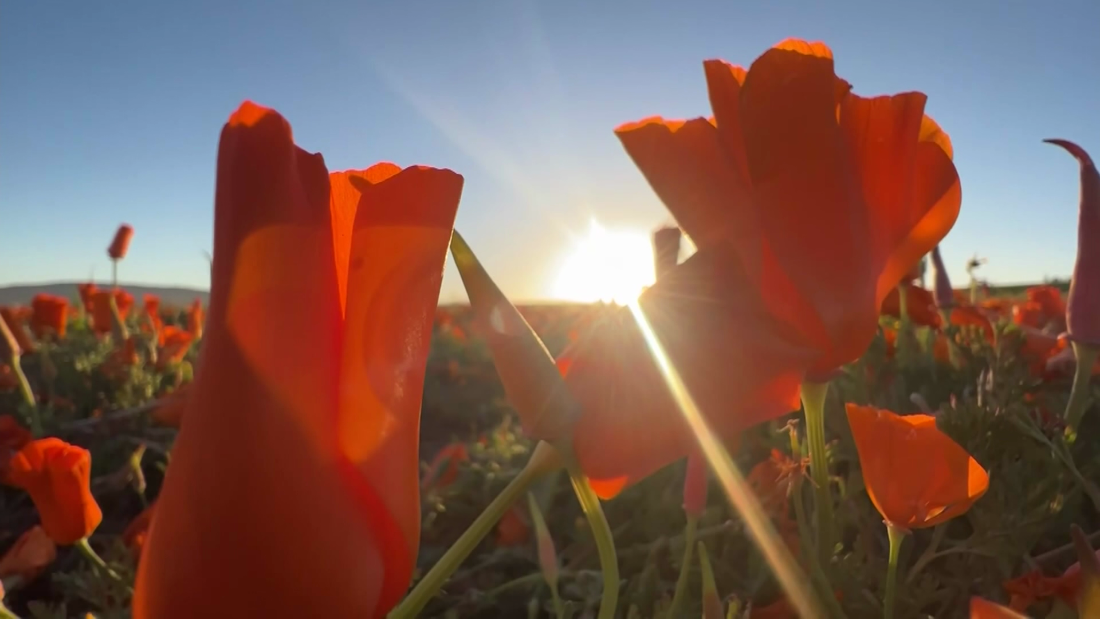 Video: See rare poppy super bloom in California – CNN Video