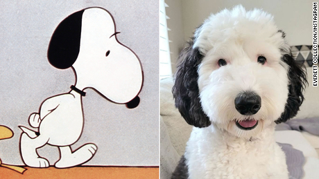 Snoopy, shown left, seems to have a look-alike in Bayley, shown on the right.