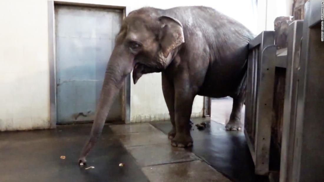 Elephant wows with self-taught trunk trick – CNN Video