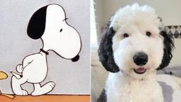 Snoopy adalah nyata!  Temui Bayley, doppelganger anjing kartun itu