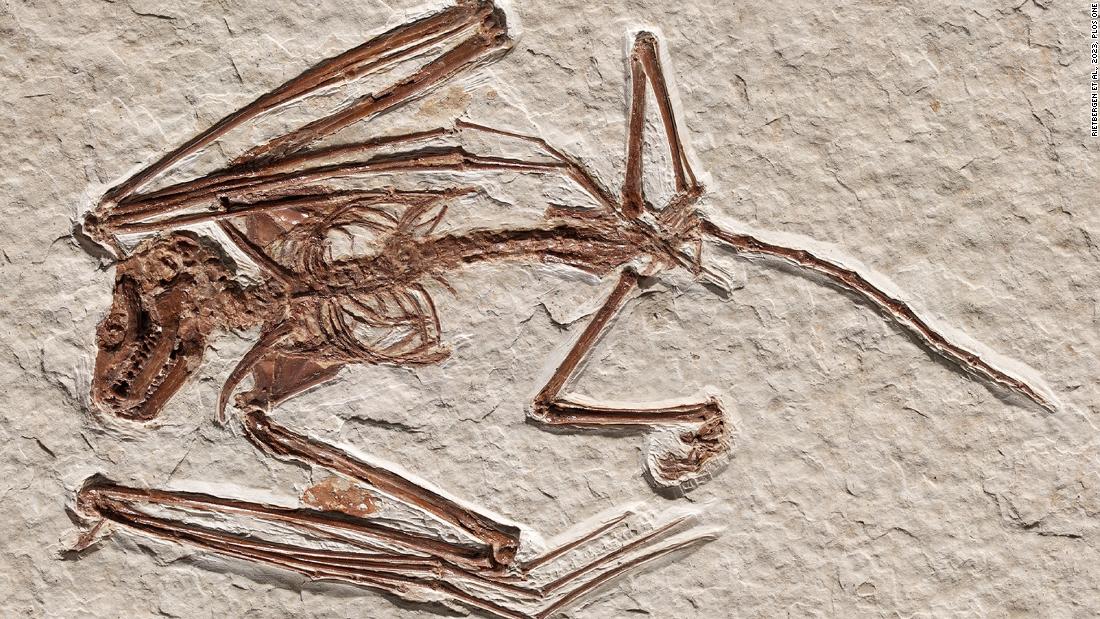 This bat fossil could fill in a piece of the evolutionary puzzle