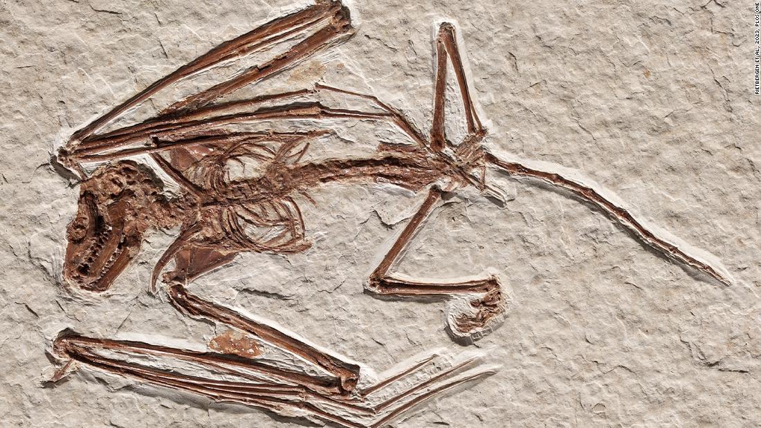 在怀俄明州发现的已知最古老的蝙蝠化石属于以前不为人知的物种