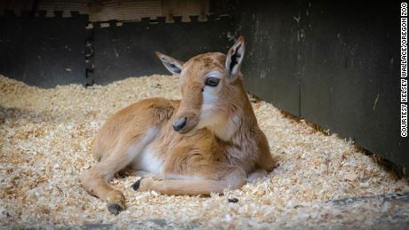 &#39;An incredible conservation story&#39;: Oregon Zoo welcomes birth of rare antelope once facing extinction