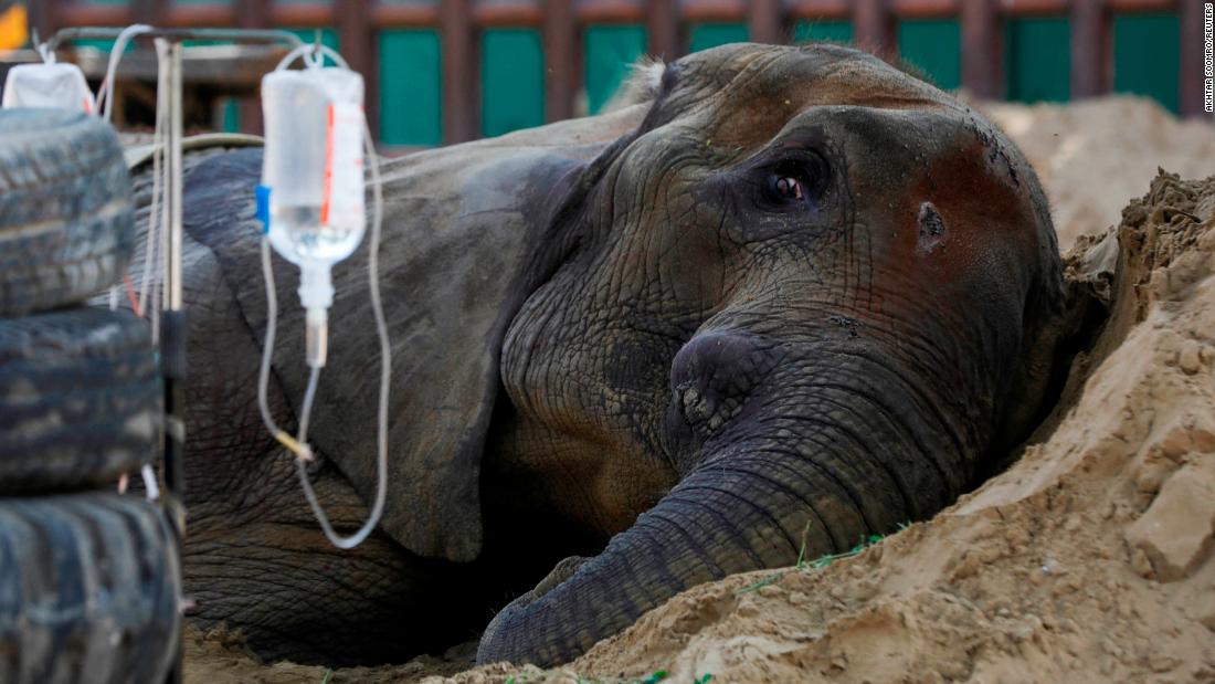 Noor Jehan: elefante cai morto no zoológico de Karachi