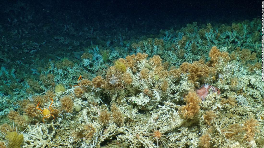 New 'pristine' coral reef discovered in Galapagos Islands