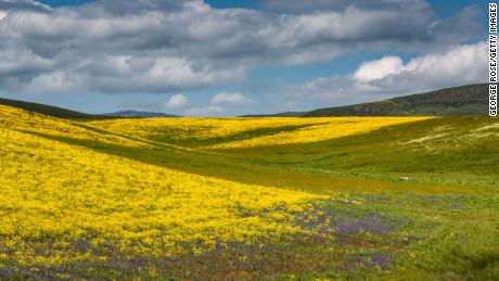Colorful mustard, goldfields, poppies and other wildflowers have exploded along California&#39;s Highway 41, located on the San Luis Obispo, Kern, and Monterey County borders, on April 12.