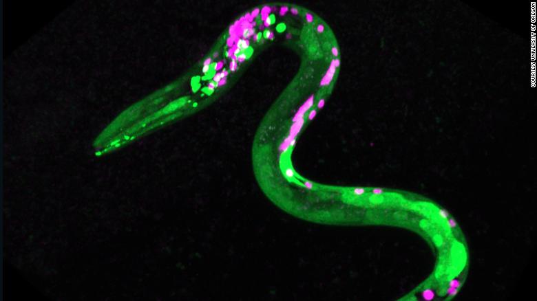 Worms were genetically engineered so that certain neurons and muscles glowed fluorescent. The green dots indicate neurons that respond to cannabinoids.