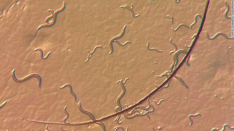 The nematode called C. elegans is a tiny worm, even smaller than a human eyelash.