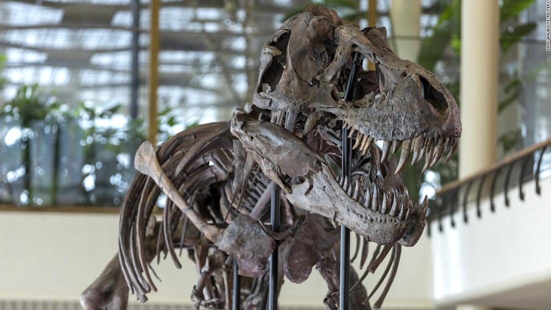 NextImg:T-Rex skeleton sells for less than expected at Swiss auction